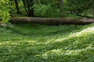 Yeşillik Yeşil Orman 'da Düşen Ağaç