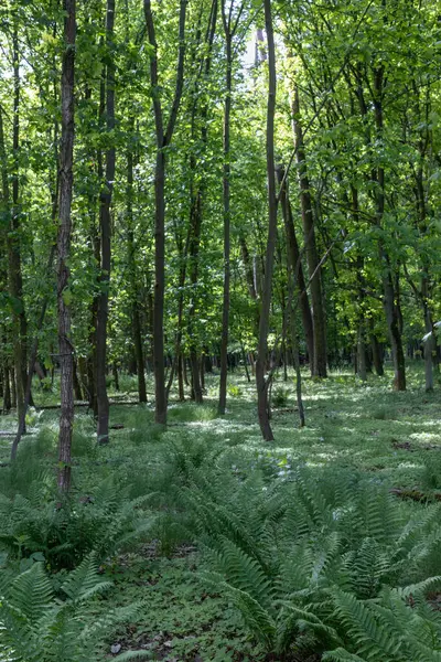 Fern Understory ile Sunlit Green Forest