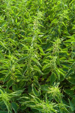 Yeşilli yeşil iğneli ısırgan otu Vahşi büyüyor