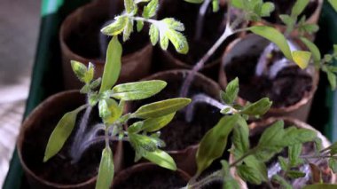 Genç Domates Tohumlarını Kapat.
