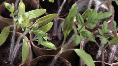 Domates Tohumlarının Ayrıntılı Kapanışı.