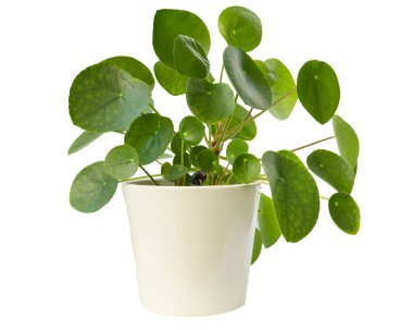 Beyaz Seramik Kapta Pilea Peperomioidleri