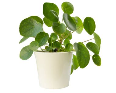 Beyaz Seramik Kapta Pilea Peperomioidleri