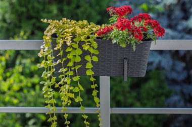 Kırmızı çiçekli ve sarmaşıklı balkon çiçek kutusu