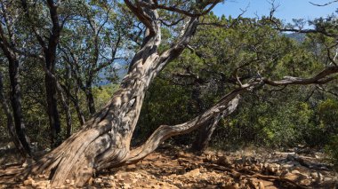 Yıpranmış ardıç gövdesi güneş ışığında kayalık kıyı orman yolunda kıvrılıyor.