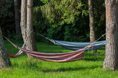 Uzun ağaçların arasında asılı renkli hamaklar