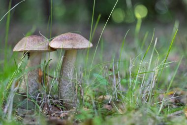 Ormanda yetişen iki yabani mantar.