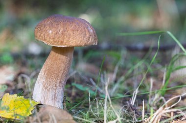 Orman zemininde tek bir mantar