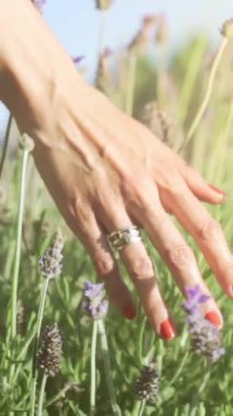 Hand of young woman tenderly holds lavender flowers summer sunset slow motion slide back. Slow motion view of field of large blooming of lavender flowers. Vertical video