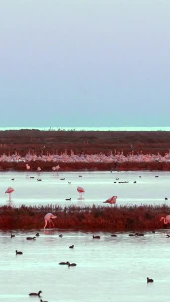 Teal Narancssárga Kilátás Flamingók Csoport Ebro Delta Natural Park Afrikai — Stock videók
