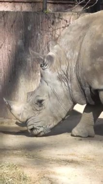 Tek bir Kuzey Beyaz Gergedanı ya da Ceratotherium simum cottoni 'ye yaklaş. Dikey görüntüler