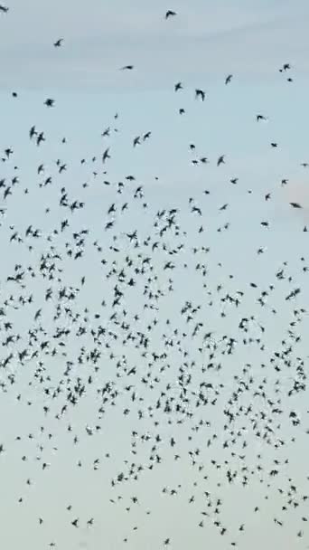 Flock Starlings Aerial Dance Nature Beauty Urban Menace Vertical Video — Stock Video