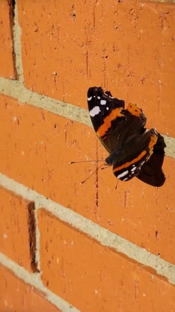 レンガの壁に赤い提督かヴァネッサ アタランタ蝶 垂直方向の映像 — ストック動画