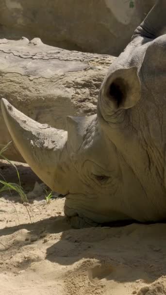 Vit Noshörning Liggande Marken Med Ett Sorgligt Uttryck Utrotningshotad Art — Stockvideo