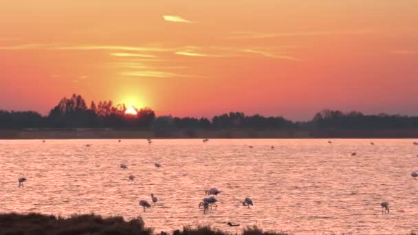 雄伟的粉红色的火烈鸟在美丽的日落水中的羊群 — 图库视频影像