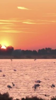 Gün batımında suda yüzen görkemli pembe flamingo sürüsü. Dikey Video