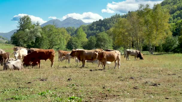 Njut Den Rofyllda Skönheten Pyreneiska Kor Som Betar Camprodon Valley — Stockvideo