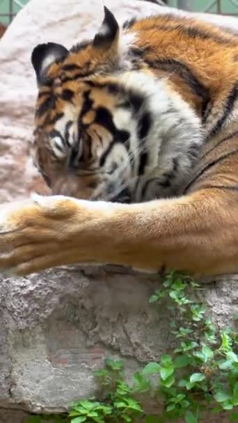 Vídeo Vertical Tigre Sumatra Panthera Tigris Sondaica Deitado Chão — Vídeo de Stock