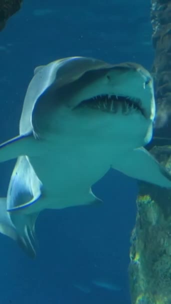 Sand Tiger Shark Carcharias Taurus Опасная Рыба Плавающая Аквариуме Барселоне — стоковое видео