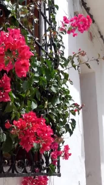 Цветы Свисают Окна Живописной Узкой Улице Белыми Домами Деревне Алтея — стоковое видео