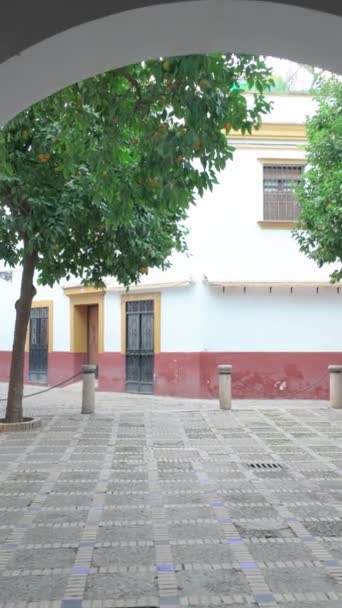 西班牙安达卢西亚塞维利亚的圣克鲁斯区迷人的迷宫般的小区 街道狭窄 有桔树和传统的安达卢西亚住宅 垂直镜头 — 图库视频影像