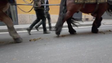 Closeup of horse legs pulling a cart with horse shit on the street.