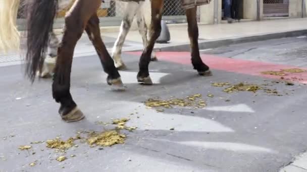 Closeup Horse Legs Trotting Horse Shit Street — Vídeo de Stock