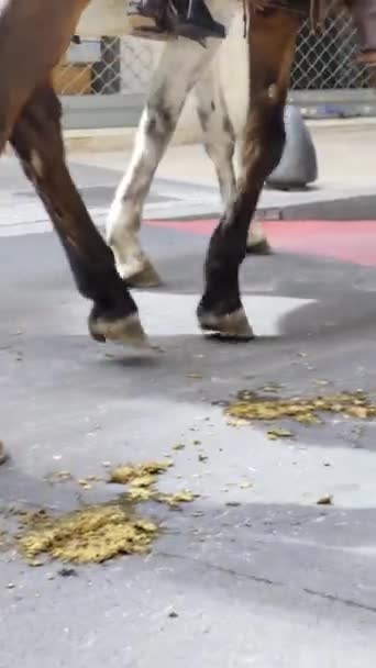 Closeup Horse Legs Trotting Horse Shit Street Vertical Video – stockvideo