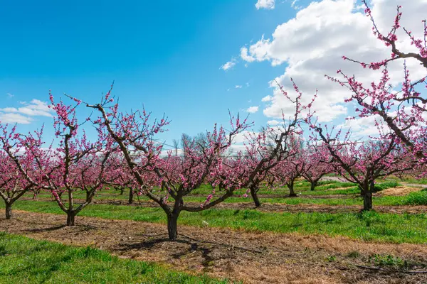 The essence of spring in a peach tree cultivation field, where delicate blossoms promise the bounty of the coming season. Perfect for themes of agriculture, nature, and renewal