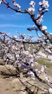 İspanya 'nın Tarragona kentindeki Ebro nehir kenarı bölgesinde tam bahar mevsiminde bir kayısı bahçesinin dingin güzelliği. Dikey video. Yeni başlangıçları ve verimli bir hasat vaadini sembolize eder. İdeal