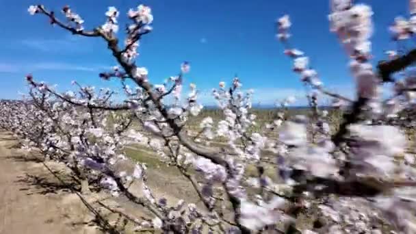 Klidná Krása Meruňkového Sadu Plném Jarním Květu Oblasti Řeky Ebro — Stock video