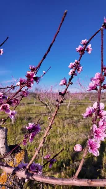 Spokojne Piękno Brzoskwiniowego Sadu Pełnym Wiosennym Rozkwicie Regionie Nadmorskim Ebro — Wideo stockowe