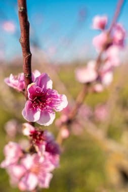 The serene beauty of an peach orchard in full spring bloom in the Ebro riverside region of Tarragona, Spain. It symbolizes new beginnings and the promise of a fruitful harvest. Ideal for themes of clipart