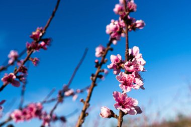 The serene beauty of an peach orchard in full spring bloom in the Ebro riverside region of Tarragona, Spain. It symbolizes new beginnings and the promise of a fruitful harvest. Ideal for themes of clipart