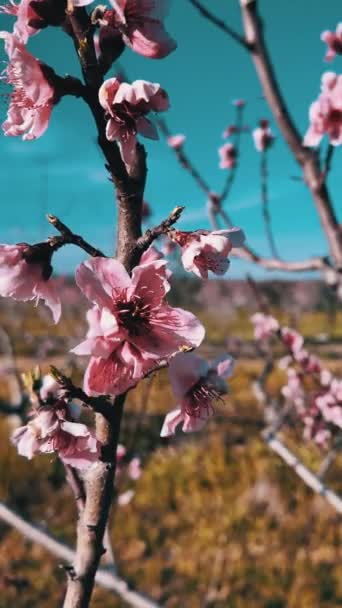 Beleza Serena Pomar Pêssego Plena Floração Primavera Região Ribeirinha Ebro Filmagem De Stock