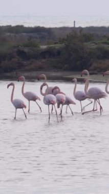 Bir grup flamingo Ebro Delta Doğal Parkı 'nda aynı yönde yürüyor. Afrika kuşları. Büyük flamingo veya Phoenicopterus gülü flamingonun en yaygın ve en büyük türüdür.