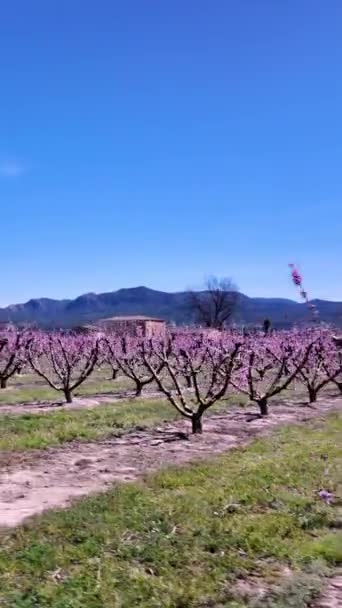 西班牙塔拉戈纳河畔的一个桃园 春花盛开 美丽而宁静 垂直录像 它象征着新的开端和丰硕成果的希望 — 图库视频影像