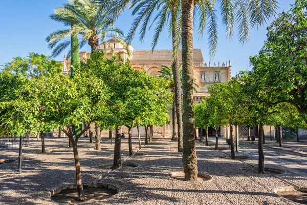 Unesco 'nun dünya mirası olan Cordoba Camii katedralinin yakınındaki terasta portakal ve palmiye ağaçları yetişiyor.