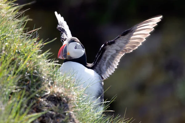 Puffin with spread wings on rock near Latrabjarg, Bird paradise in Iceland