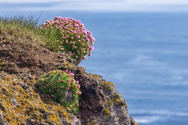 Armeria Maritima Immergrüne Staudenblume Blüht Den Klippen Islands — Stockfoto