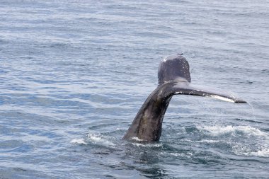 Husavik, Kuzey İzlanda 'dan balina safarisi sırasında kuyruk yüzgeci balinası