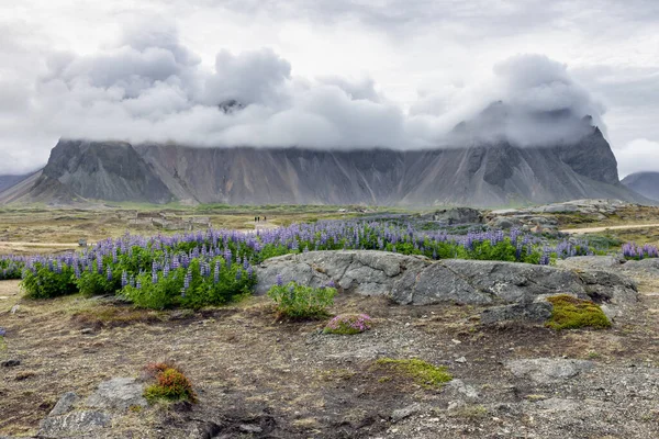 Dramatic view at Iceland Stokksnes cape with mountain peaks covered in clouds and purple lupines in foreground