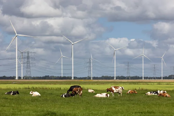 Het Nederlandse Platteland Groningen Met Koeien Windturbines Machtsmasten Stockafbeelding