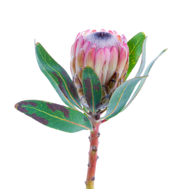 Şeffaf arkaplanda izole edilmiş prota çiçeği