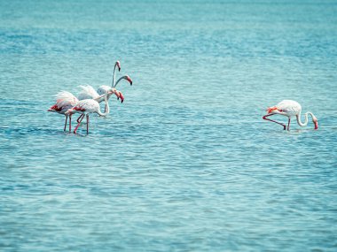 Bir grup pembe flamingo Akdeniz sularında geziniyor. Bir üye izole edilmiş. Camargue, Gard, Fransa. Doğanın faunası ve bitkileri.