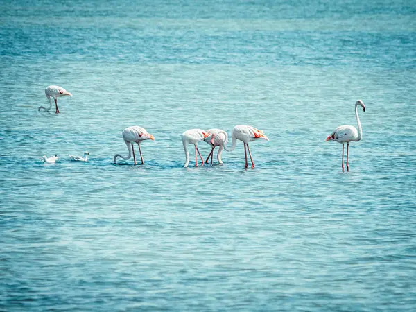 Grupa Różowych Flamingów Głowami Pod Wodą Basenie Morza Śródziemnego Camargue — Zdjęcie stockowe