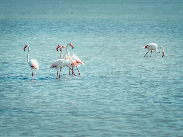 Grupa Różowych Flamingów Spaceruje Wodach Morza Śródziemnego Jeden Członek Jest — Zdjęcie stockowe