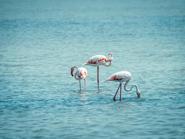Grupo Flamingos Cor Rosa Passeia Pelas Águas Mediterrâneo Camargue França — Fotografia de Stock