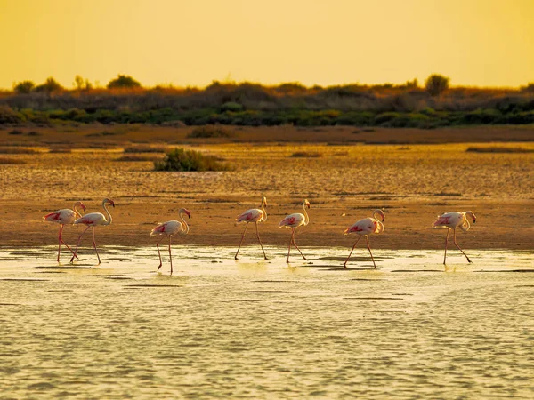 Grupo Aves Flamingo Pôr Sol Camargue Gard França Reserva Biosfera — Fotografia de Stock