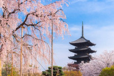 Japonya - 3 Nisan 2023: Toji Tapınağının Antik Pagoda 'sı ve Sakura Ağaçları İlkbaharda, Kyoto, Japonya